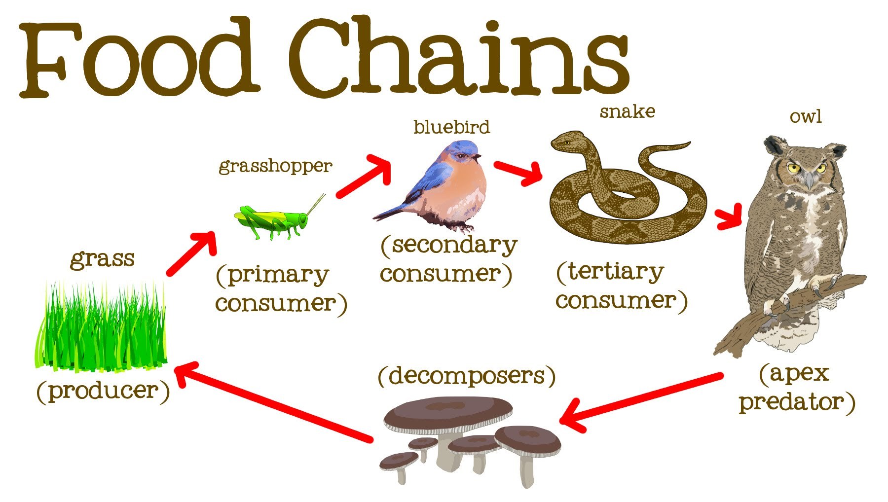 Chain Snake Animal