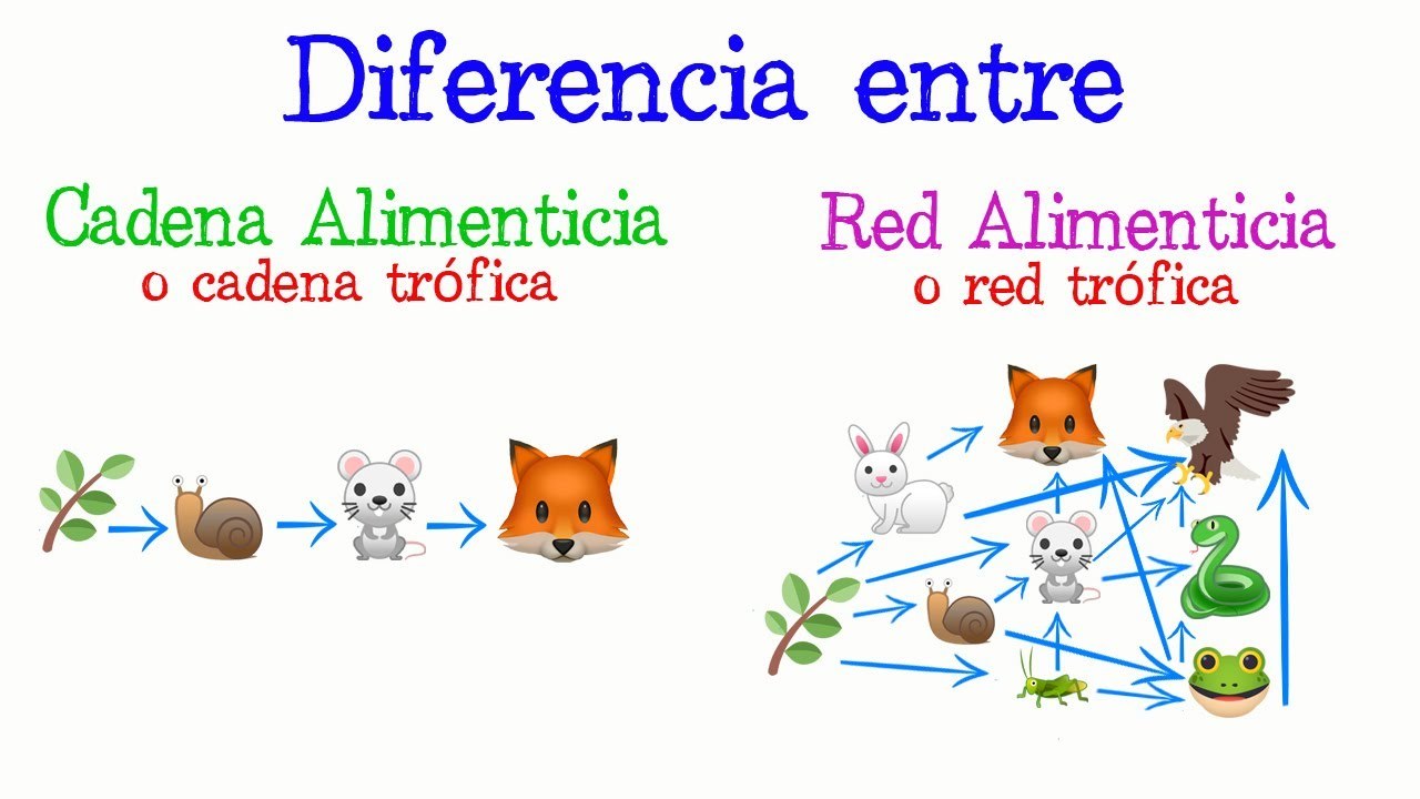 Ecosistema Cadenas Y Redes Tr Ficas Science Quizizz The Best Porn Website