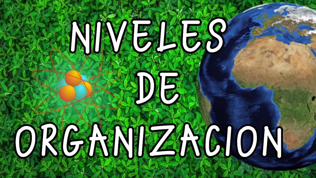 Niveles De Organizaci N Biol Gica Preguntas Y Respuestas Para