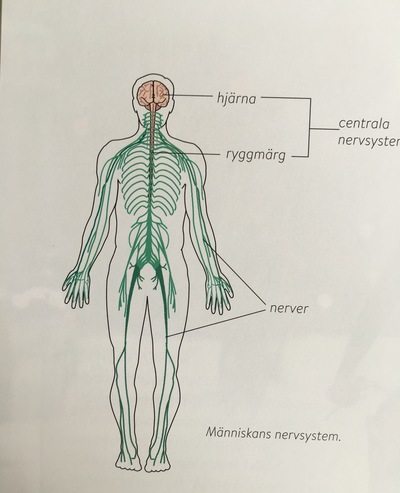 Nervsystem CNS Och Reflexer Assessment