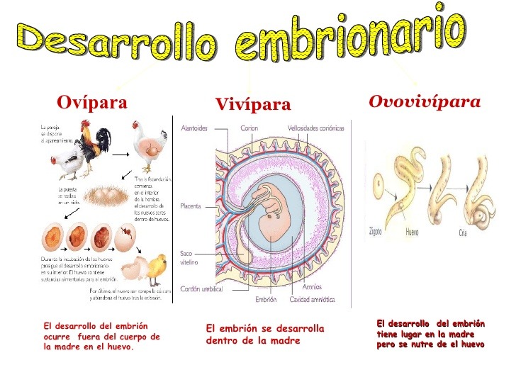 Desarrollo Embrionario Jugadas Quizizz