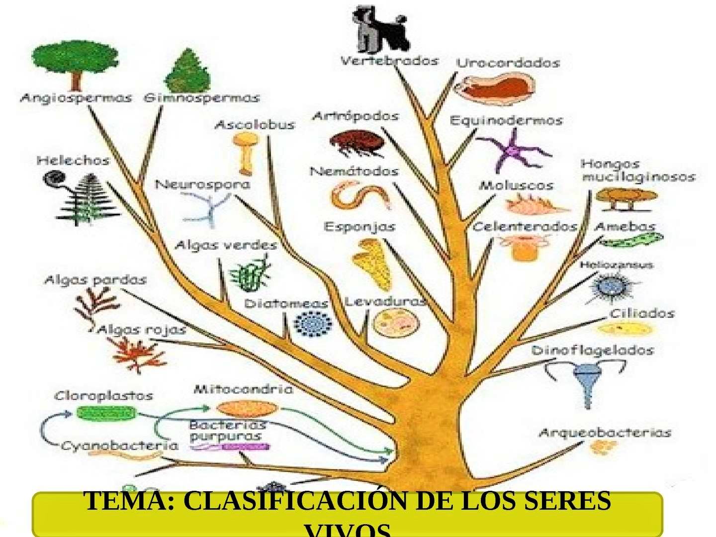 Clasificación de los Seres Vivos Biology Quiz Quizizz