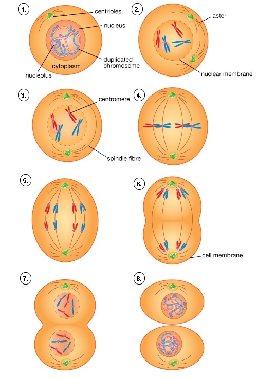 Test Meiosis Vs Mitosis Genetics Quiz Quizizz The Best Porn Website