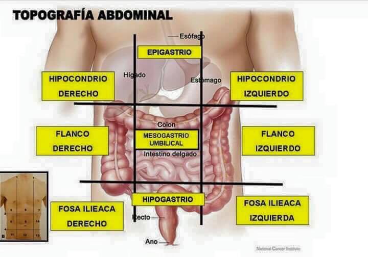 TOPOGRAFÍA ABDOMINAL 80 jugadas Quizizz