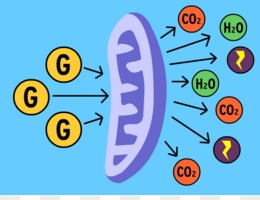 Metabolismo Celular I Biology Quiz Quizizz