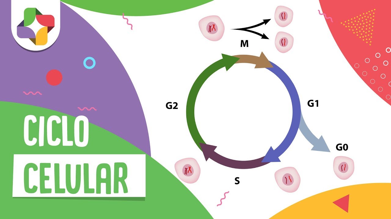 Ciclo Celular Plays Quizizz