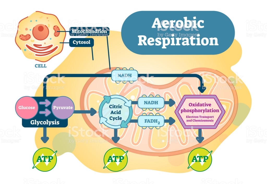 Metabolismo Celular Plays Quizizz