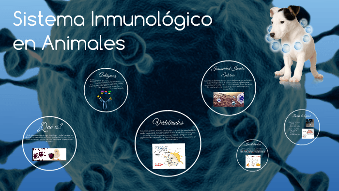 Sistema Inmunol Gico En Vertebrados Biology Quizizz