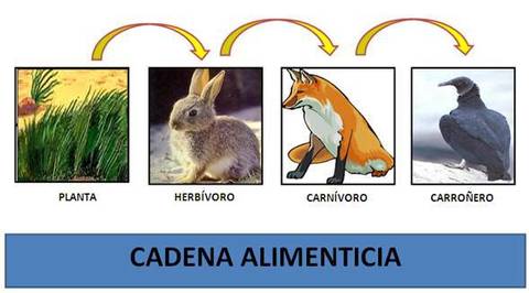 La Cadena Alimenticia Quizizz