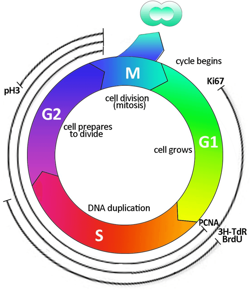 The Cell Cycle Mitosis Meiosis Genetics Quiz Quizizz My Xxx Hot Girl