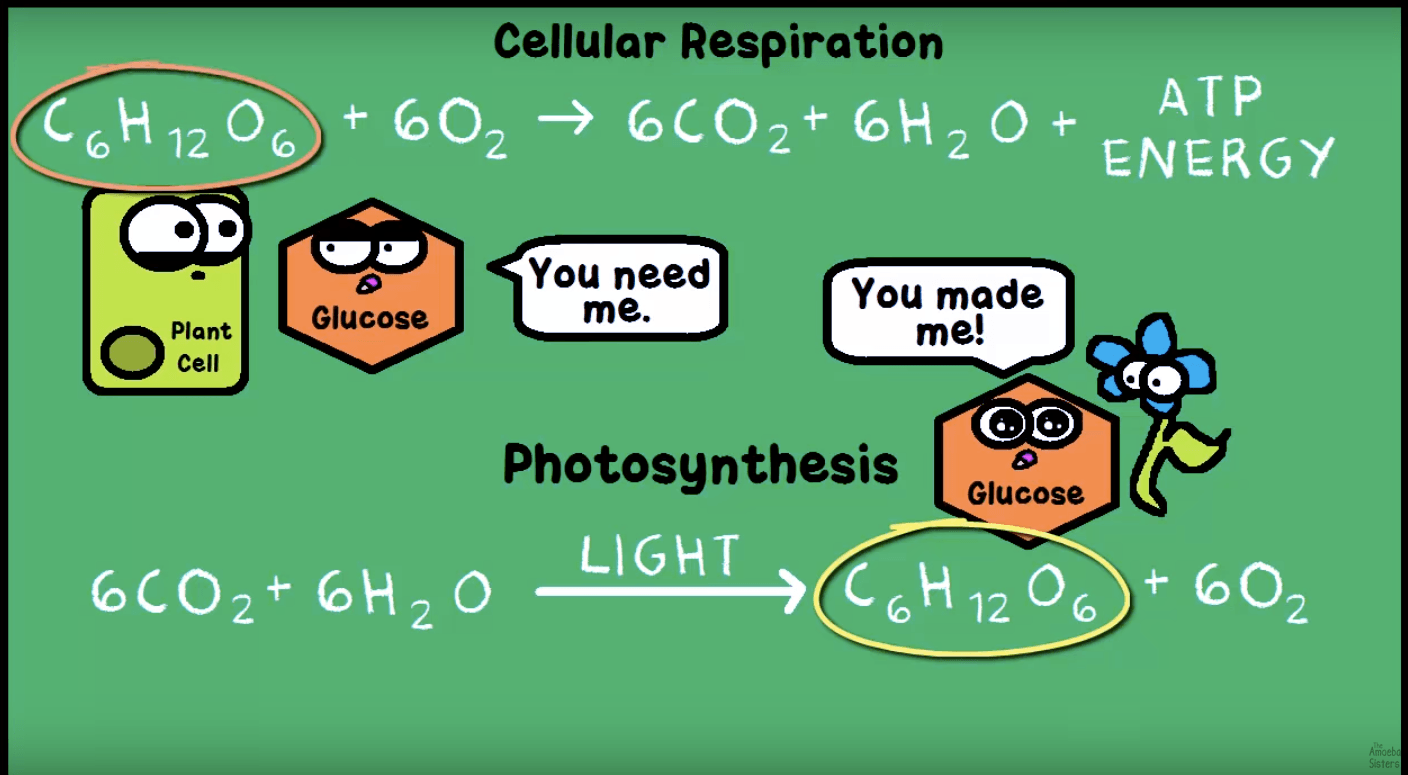 Photosynthesis Cellular Respiration Quiz Quizizz