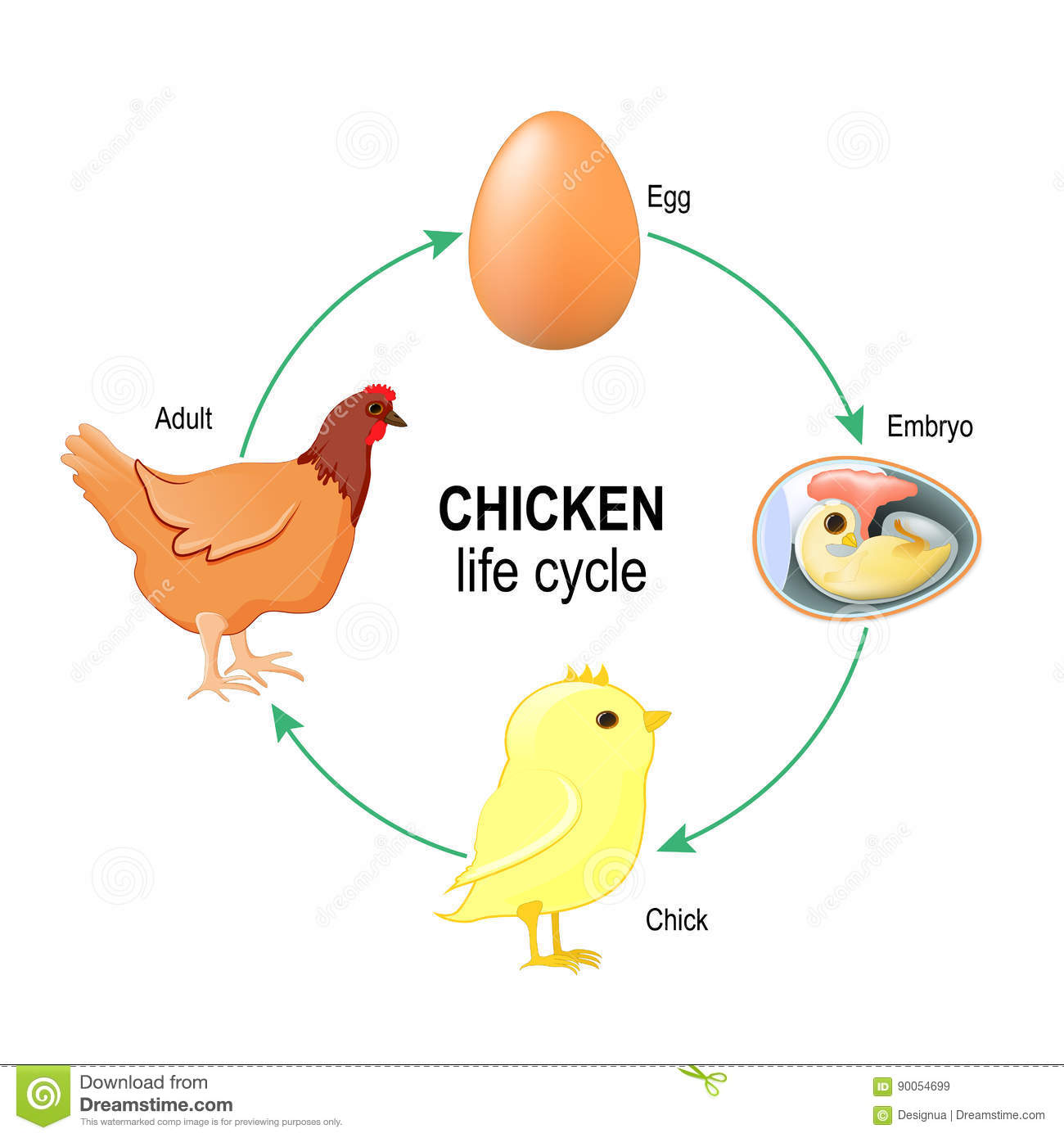 Ciclo Vital De Los Seres Vivos Science Quizizz Porn Sex Picture