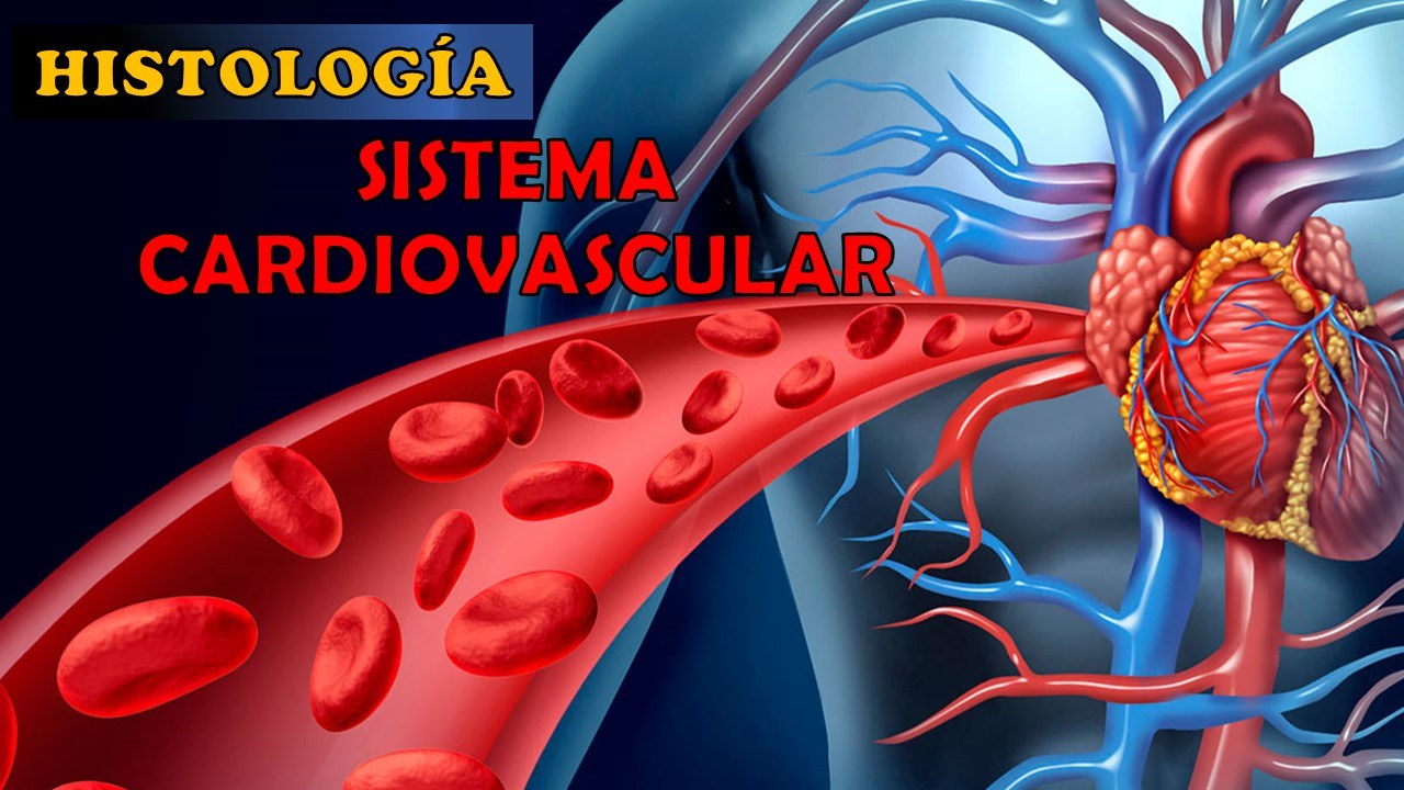 Histolog A Sistema Cardiovascular Jugadas Quizizz