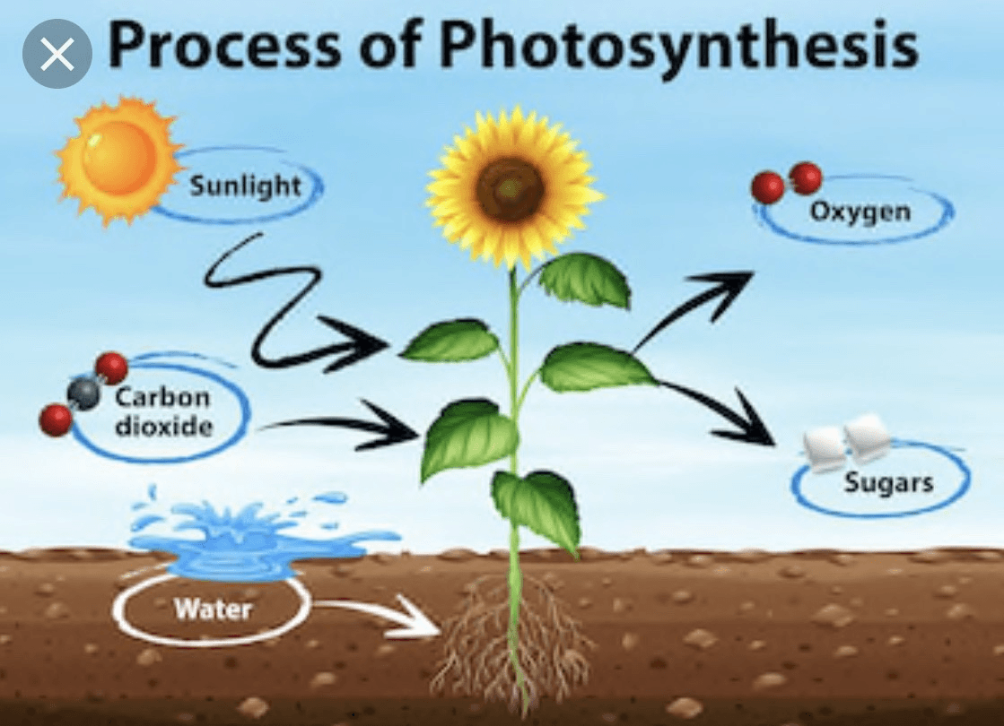 Cell Processes Review Photosynthesis Quiz Quizizz My XXX Hot Girl