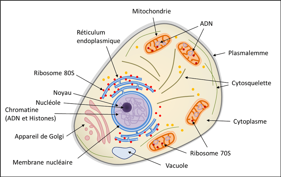 La cellule unité du vivant Assessment