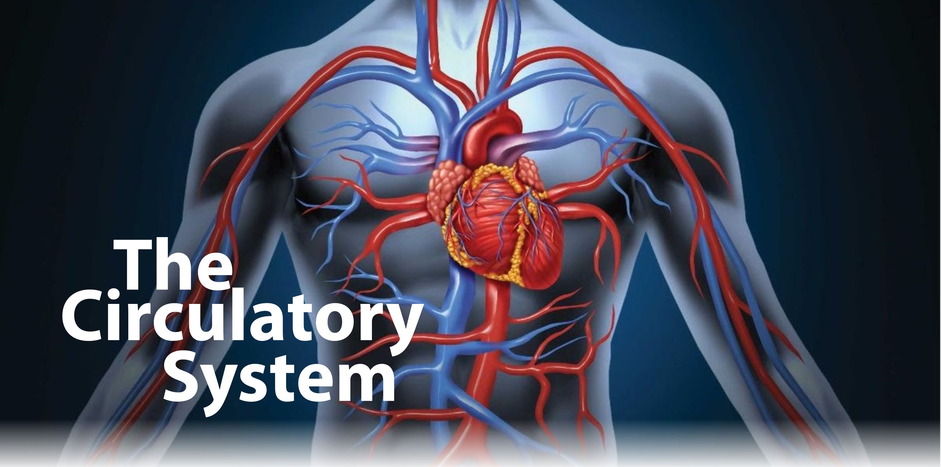 Sistema Circulatorio Circulatory System Quiz Quizizz The Best Porn