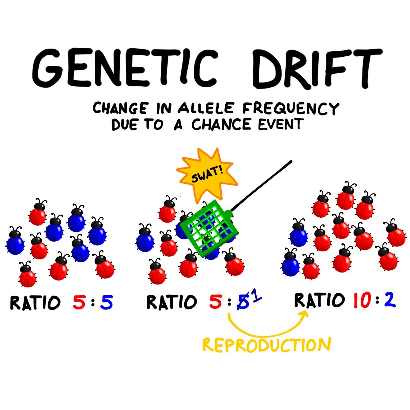 Cbse Science Grade Heredity And Evolution Basics Of Evolution