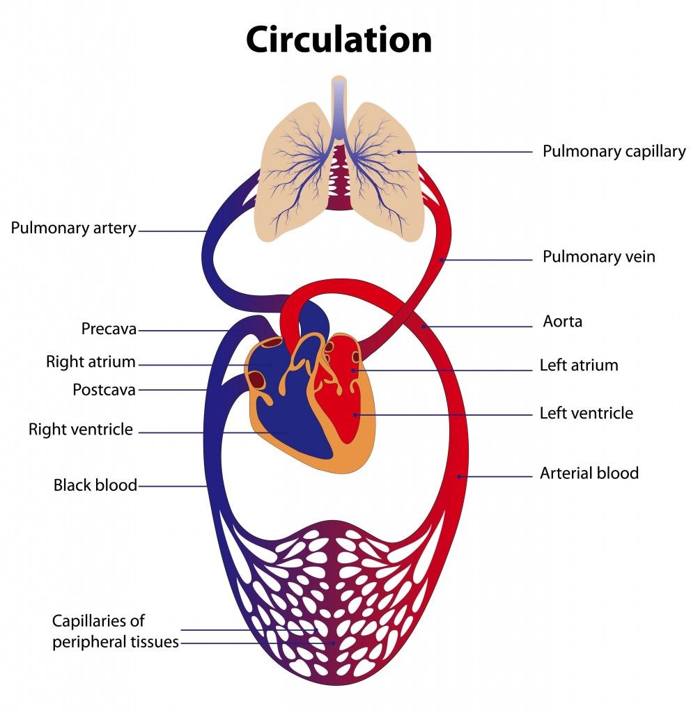 Circulatory And Respiratory System Quiz Quizizz