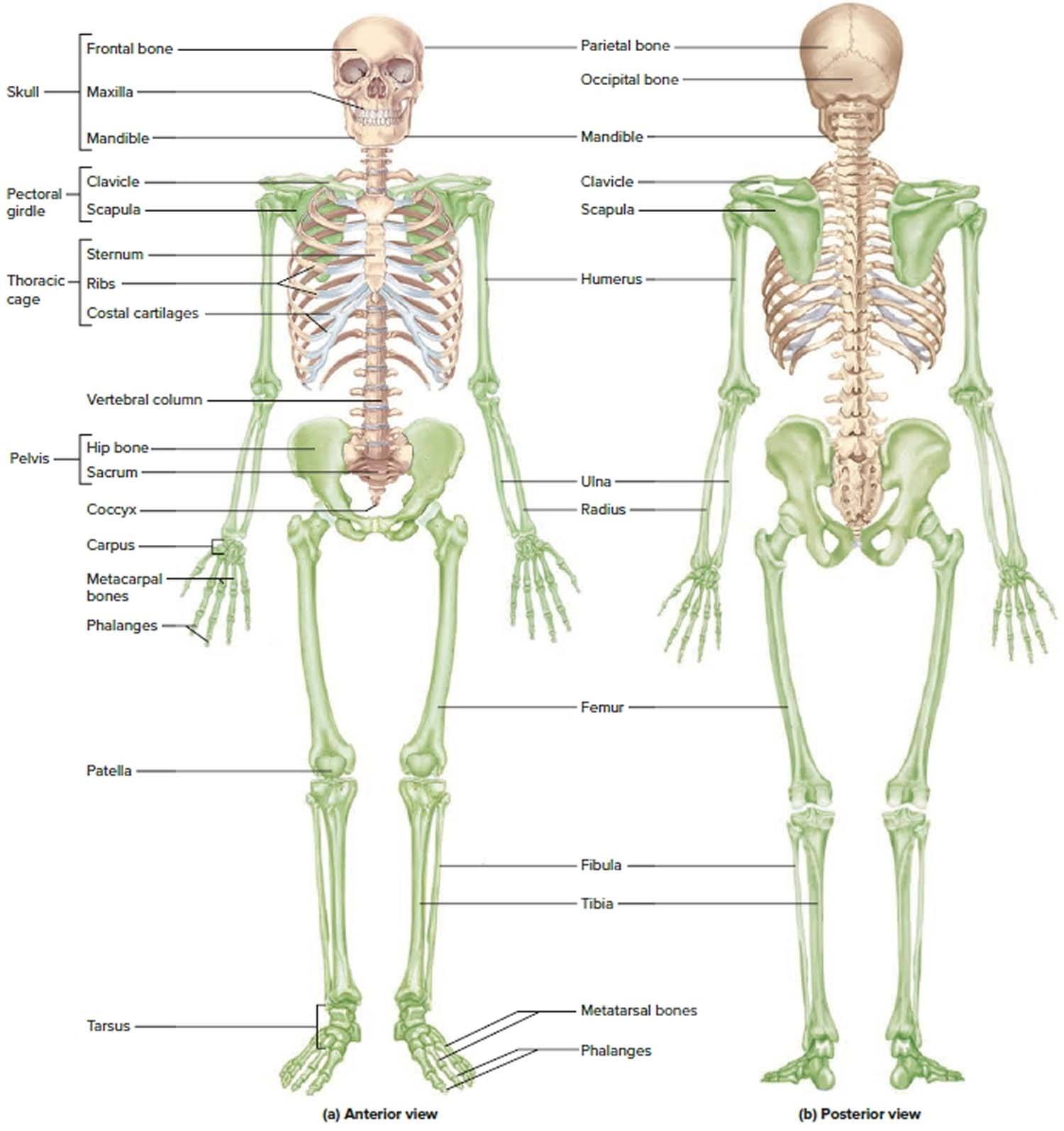 Appendicular Skeleton Biology Quiz Quizizz