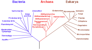 ÁRBOLES FILOGENÉTICOS Biology Quizizz