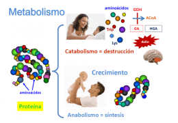 METABOLISMO DE LOS SERES VIVOS Quizizz