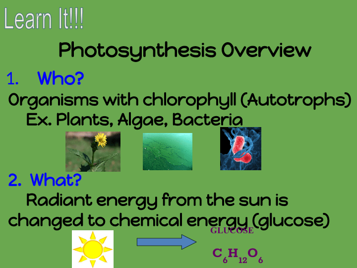 Photosynthesis Review And Cellular Respiration Introduction Quizizz My XXX Hot Girl