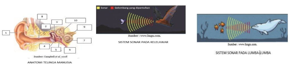 Sistem Pendengaran Manusia Dan Sistem Sonar Pada Hewan Quizizz