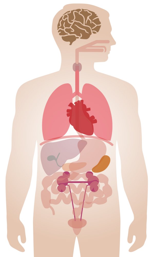 Partes Del Cuerpo Humano 67 Jugadas Quizizz