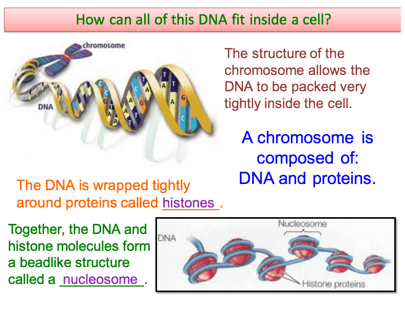 Dna Replication Biology Quiz Quizizz Riset