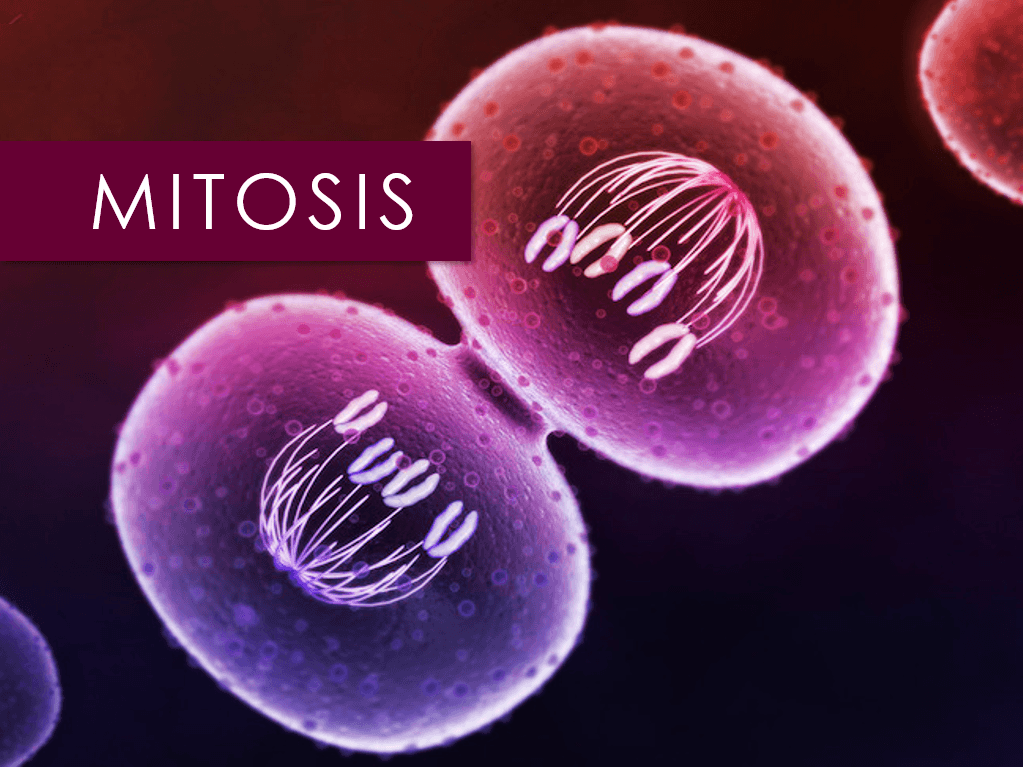 Ciclo Celular Mitosis Quizizz