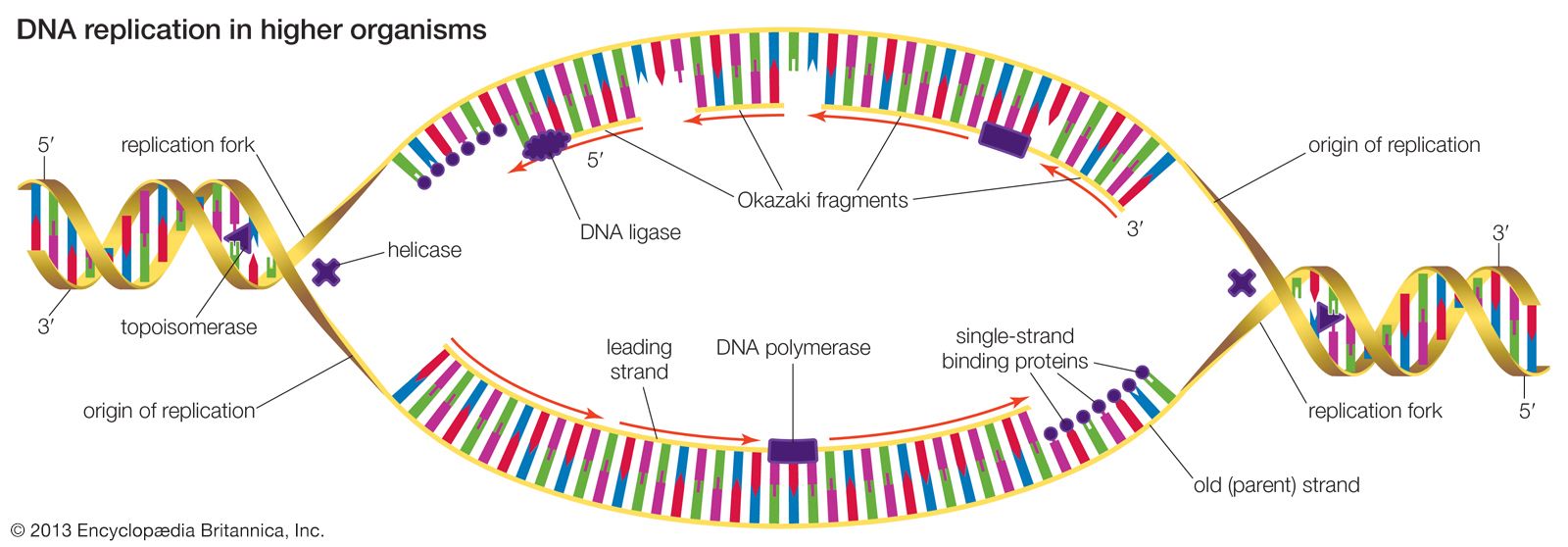 Dna Structure And Replication Quizizz