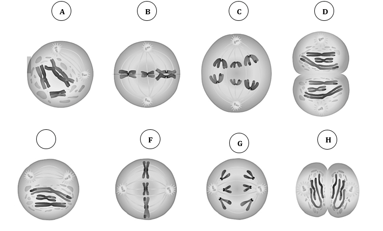 Mitosis Meiosis Genetics Quiz Quizizz 0 Hot Sex Picture