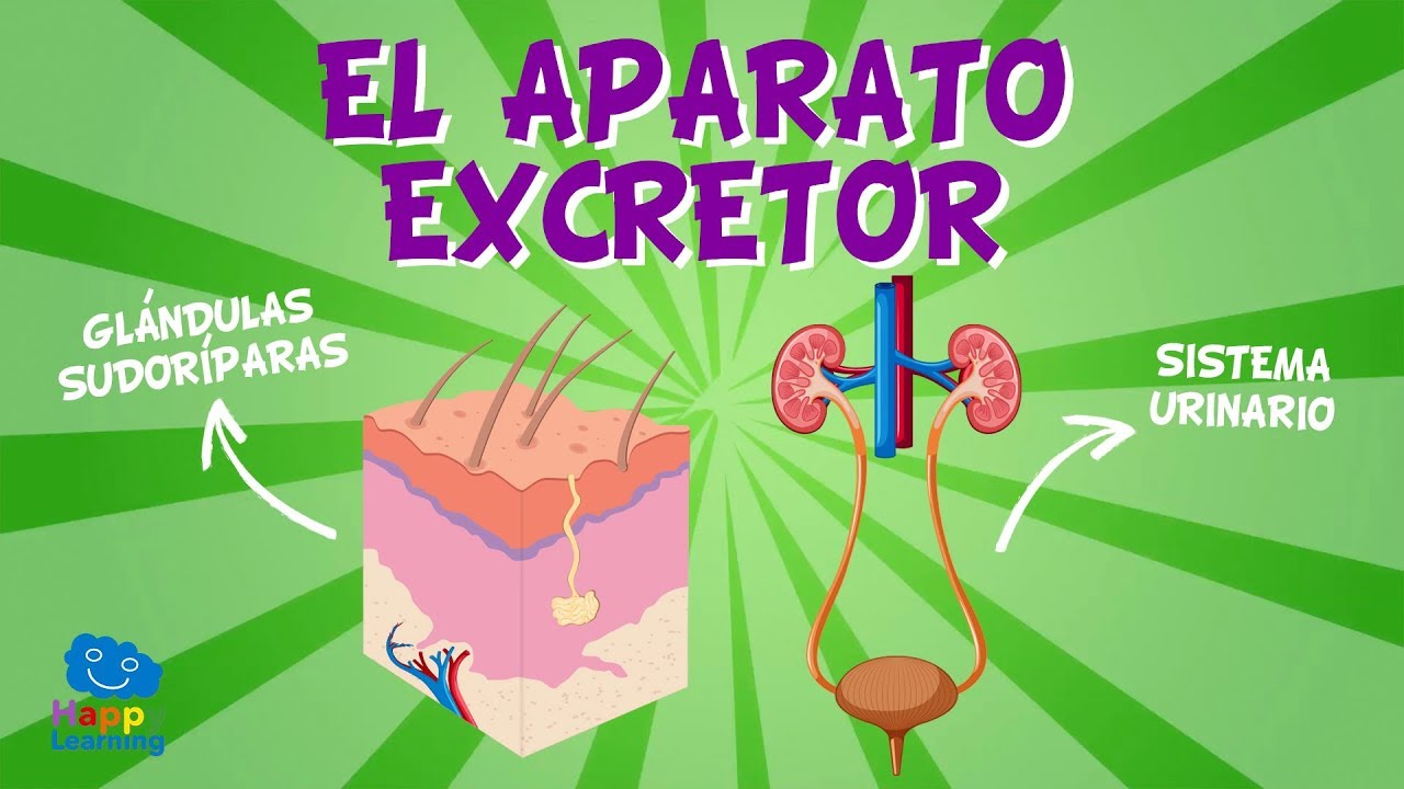 Sistema Excretor Y Piel Science Quiz Quizizz The Best Porn Website