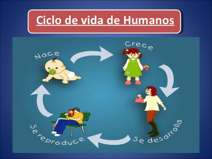 CICLO DE VIDA HUMANO Biology Quizizz