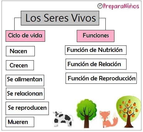 Caracteristicas De Los Seres Vivos Science Quizizz The Best Porn