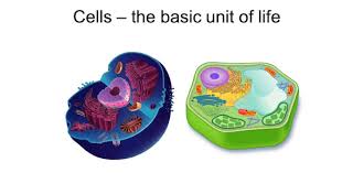 CH 2 CELL AS BASIC UNIT OF LIFE Quizizz