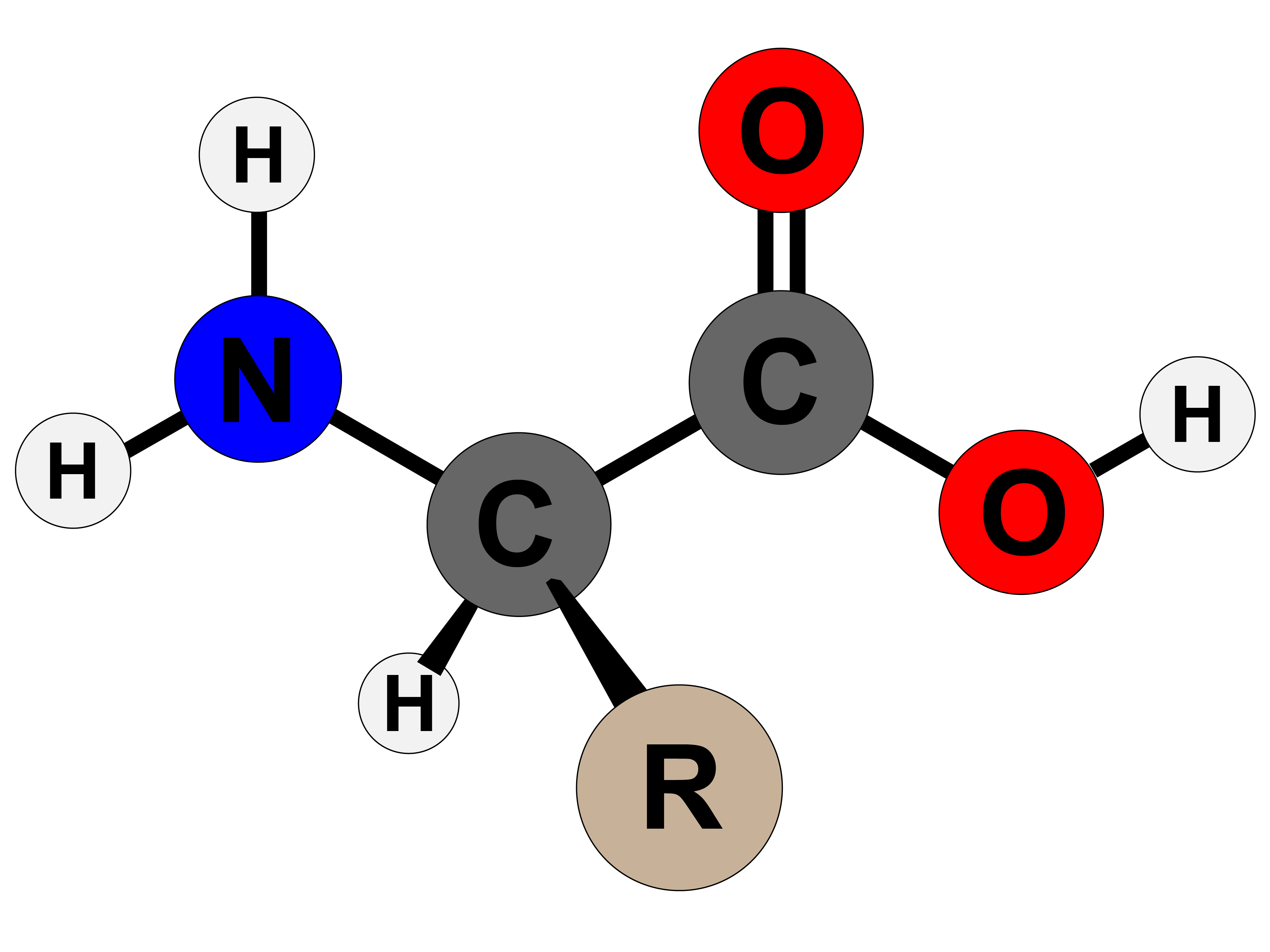 Amino Acids Peptides And Proteins Quizizz