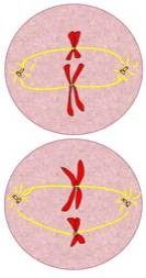 Mitosis Vs Meiosis Jeopardy Template