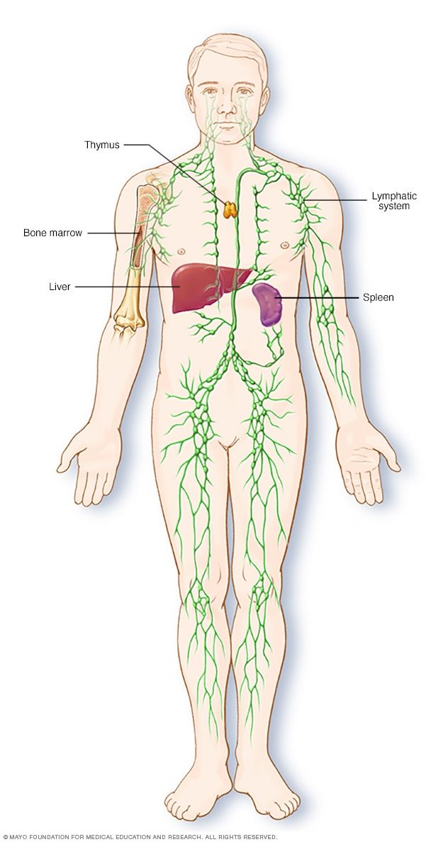 The Lymphatic System Science Quiz Quizizz 3772 Hot Sex Picture