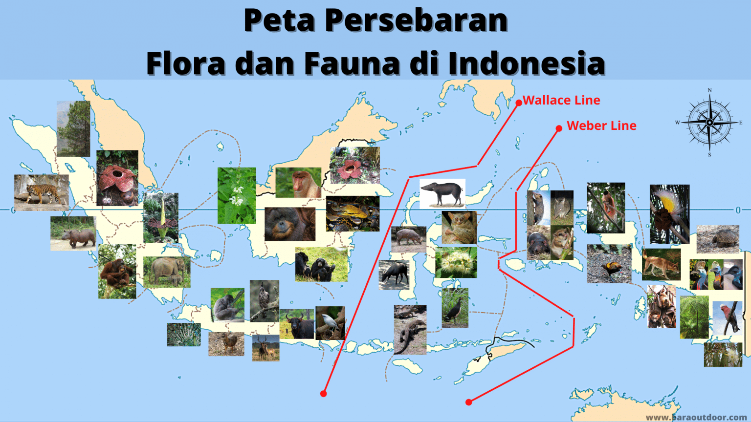 Latihan Soal Persebaran Flora Dan Fauna Memainkan Quizizz