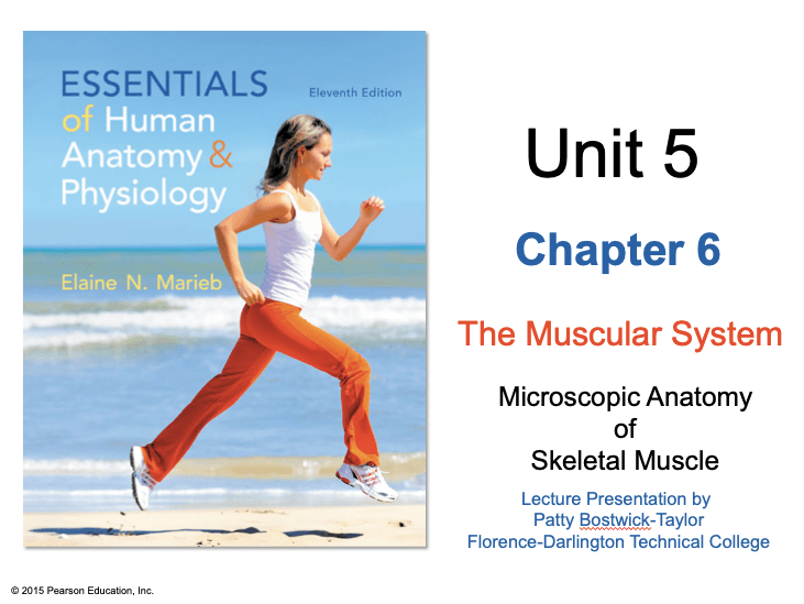 Unit 5 Microscopic Anatomy Of A Skeletal Muscle Quizizz