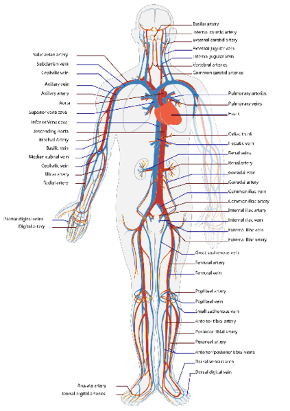 Circulatory System Science Quizizz Hot Sex Picture