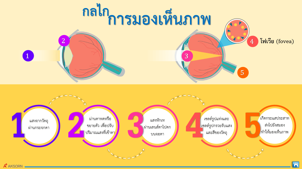 การมองเหน แสงส และทศนอปกรณ Science Quizizz