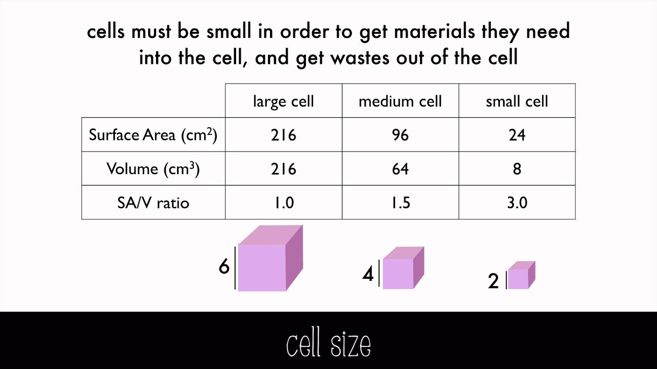 Surface area to Volume (Cells). Cell diversity. Which Cell Size has the Greatest surface area to Volume ratio?. Loss function surface.