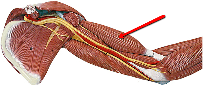 Biceps brachii brachialis