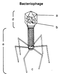 Рисунок вирус бактериофаг