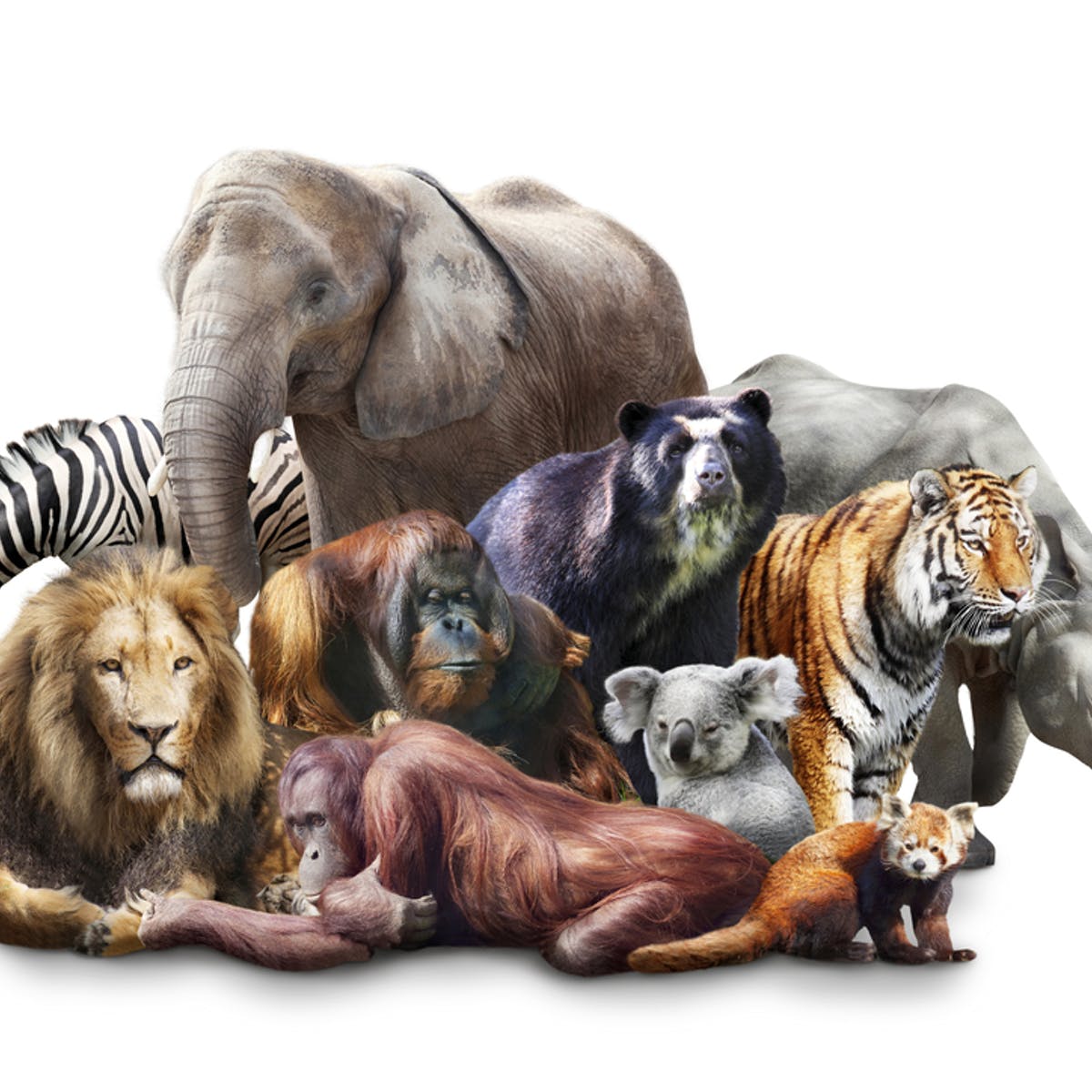 много разных животных на одной картинке