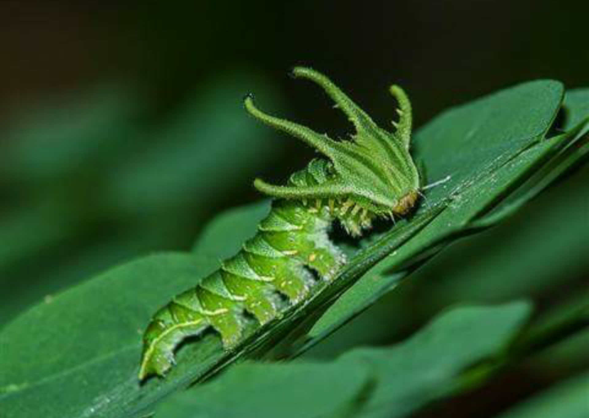 Green tail