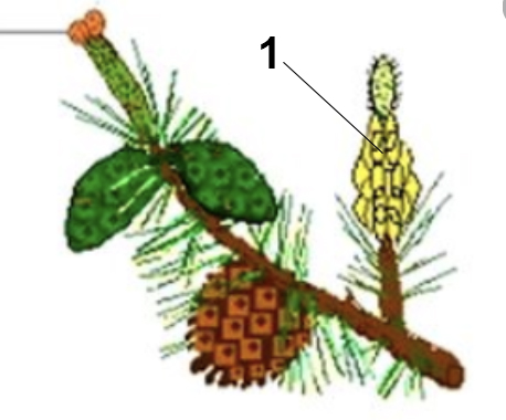Рассмотри рисунки шишек. Шишки сосны первого года. Женские шишки сосны первого года и зрелые шишки. Шишки - сосны. 1 Года зрелые шишки.. Женские шишки сосны первого года.