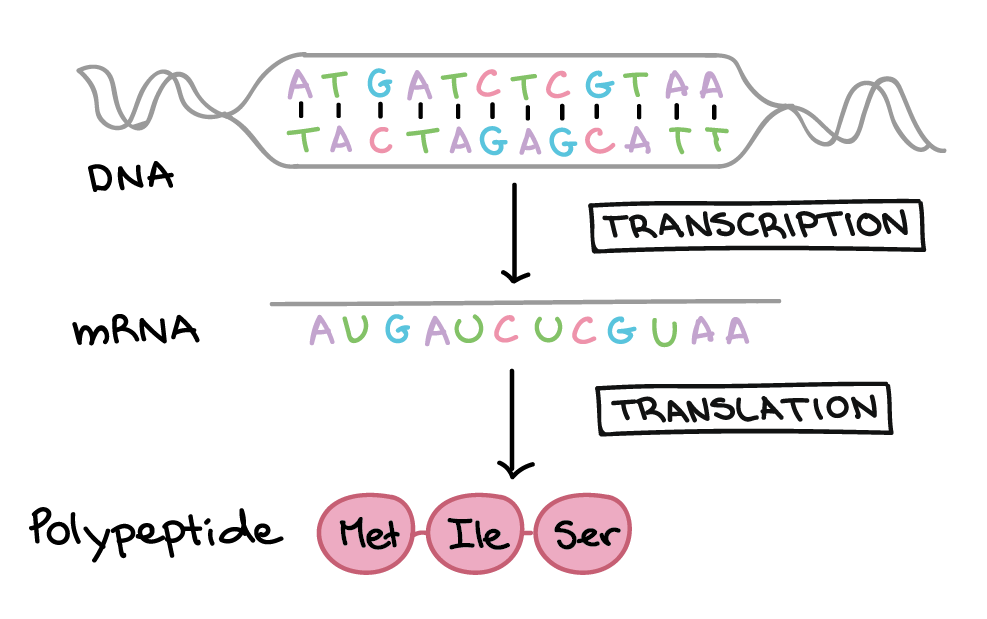 DNA Transcription. DNA Transcription and translation. DNA для детей. DNA to MRNA translation. Dna перевод